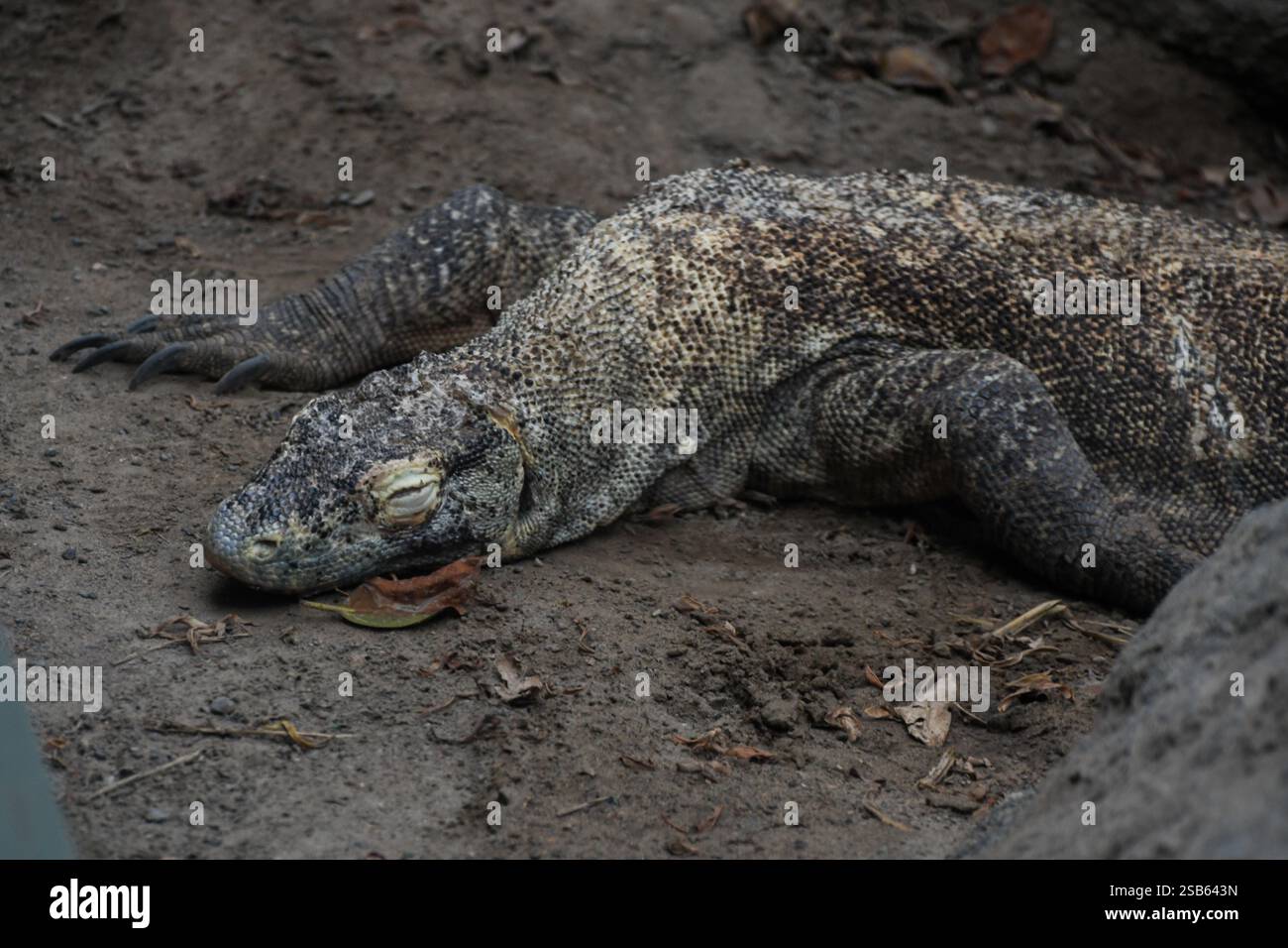 Animaux au zoo de Toronto Banque D'Images