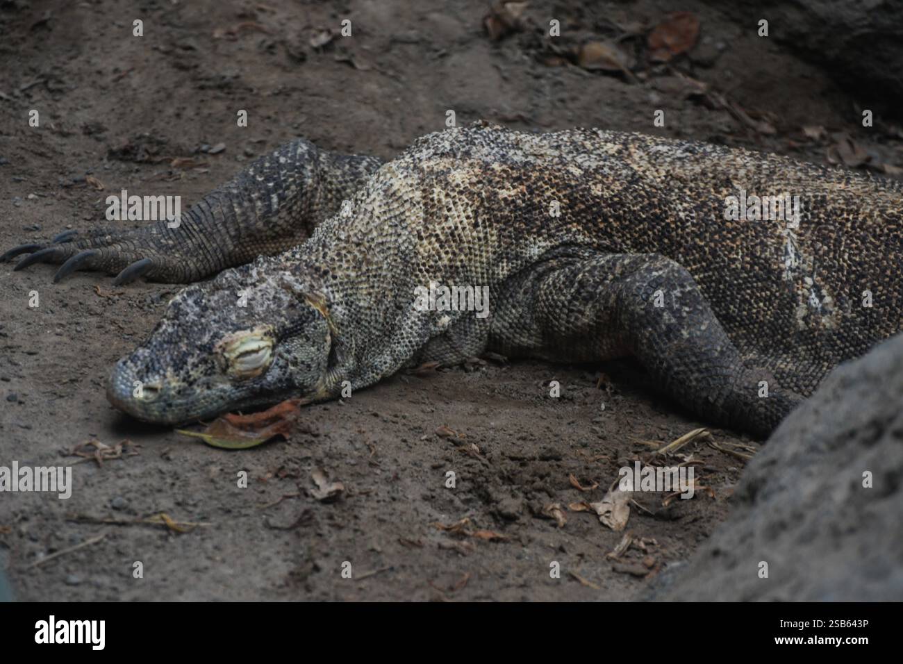 Animaux au zoo de Toronto Banque D'Images