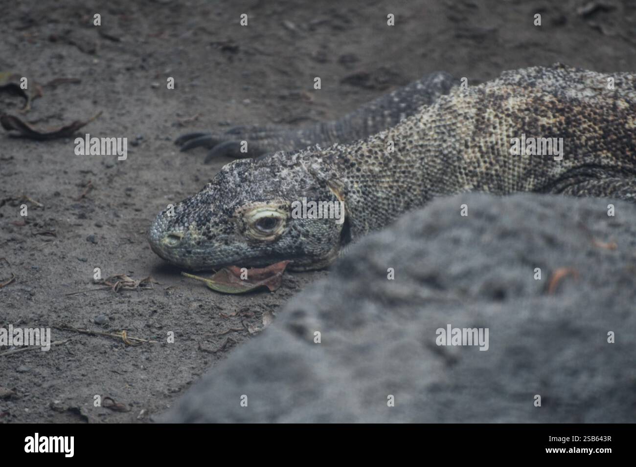 Animaux au zoo de Toronto Banque D'Images