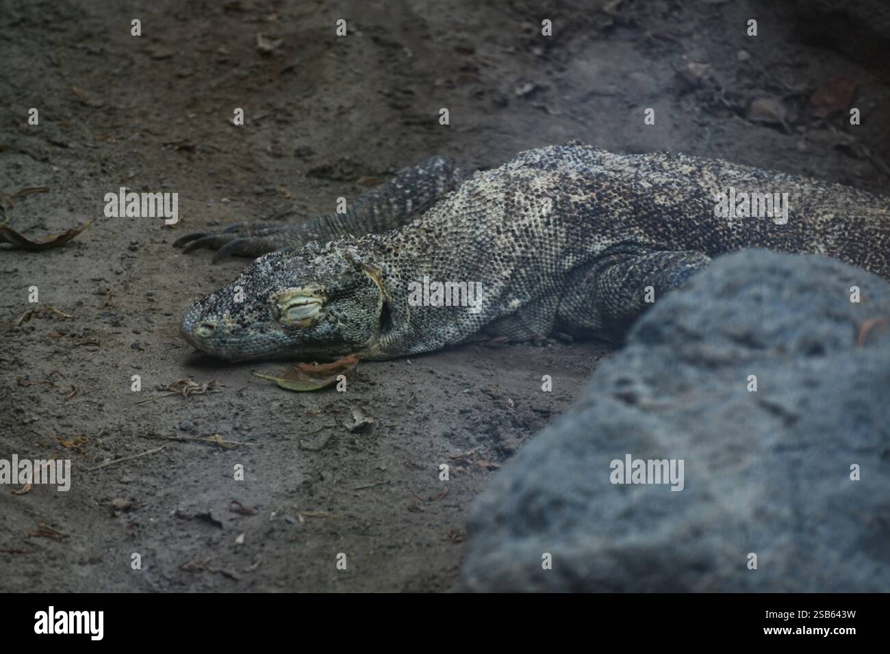 Animaux au zoo de Toronto Banque D'Images