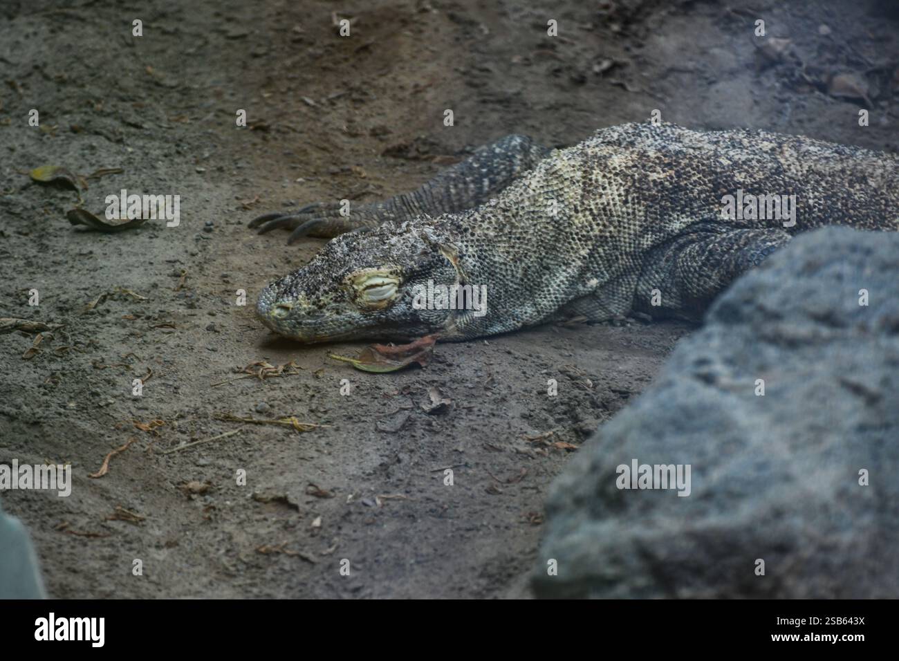 Animaux au zoo de Toronto Banque D'Images