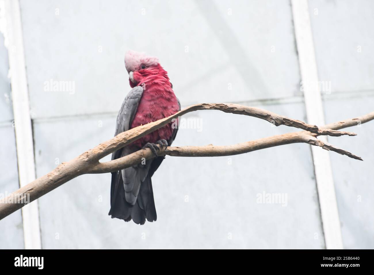 Animaux au zoo de Toronto Banque D'Images