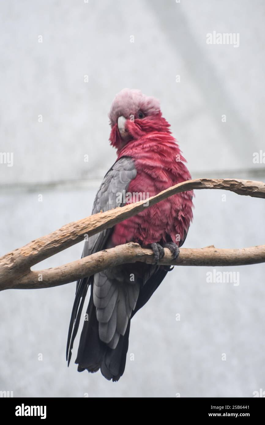 Animaux au zoo de Toronto Banque D'Images