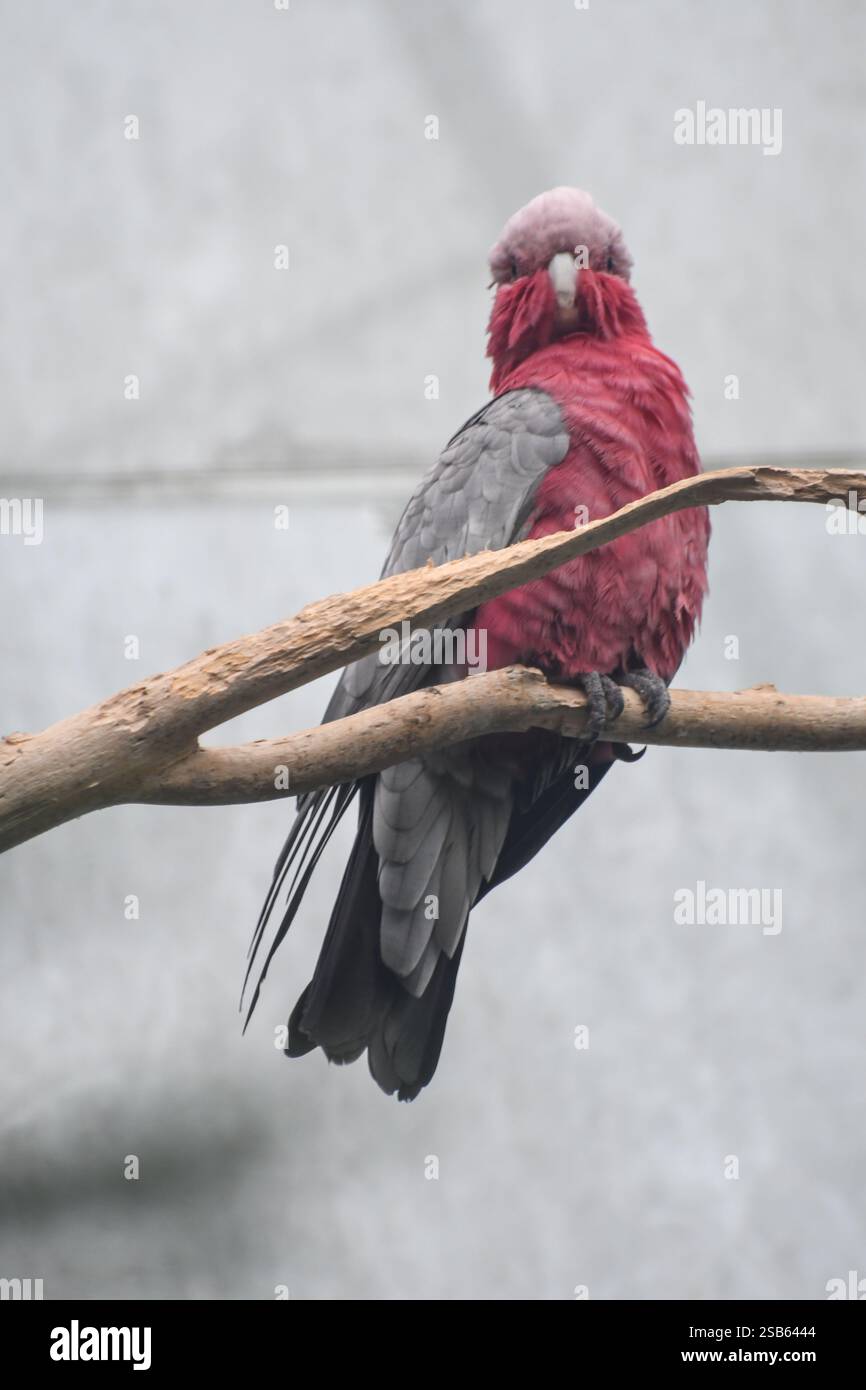Animaux au zoo de Toronto Banque D'Images