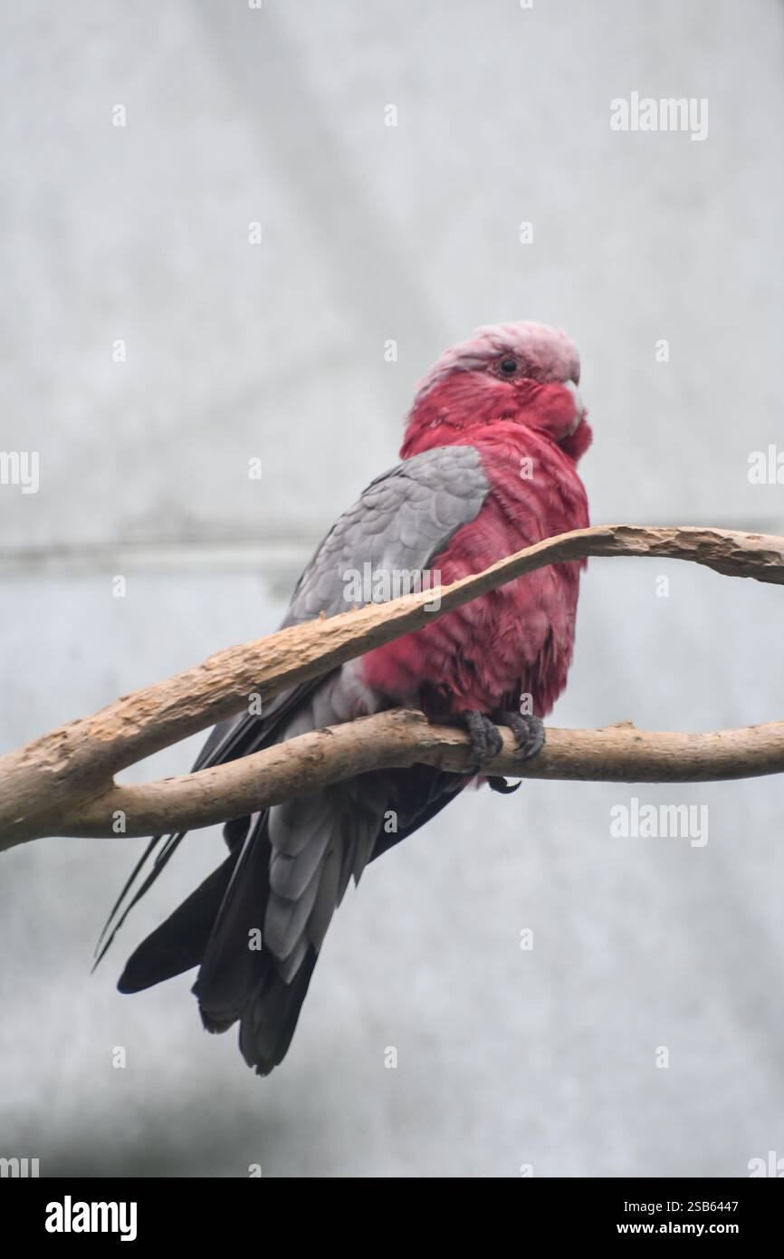 Animaux au zoo de Toronto Banque D'Images