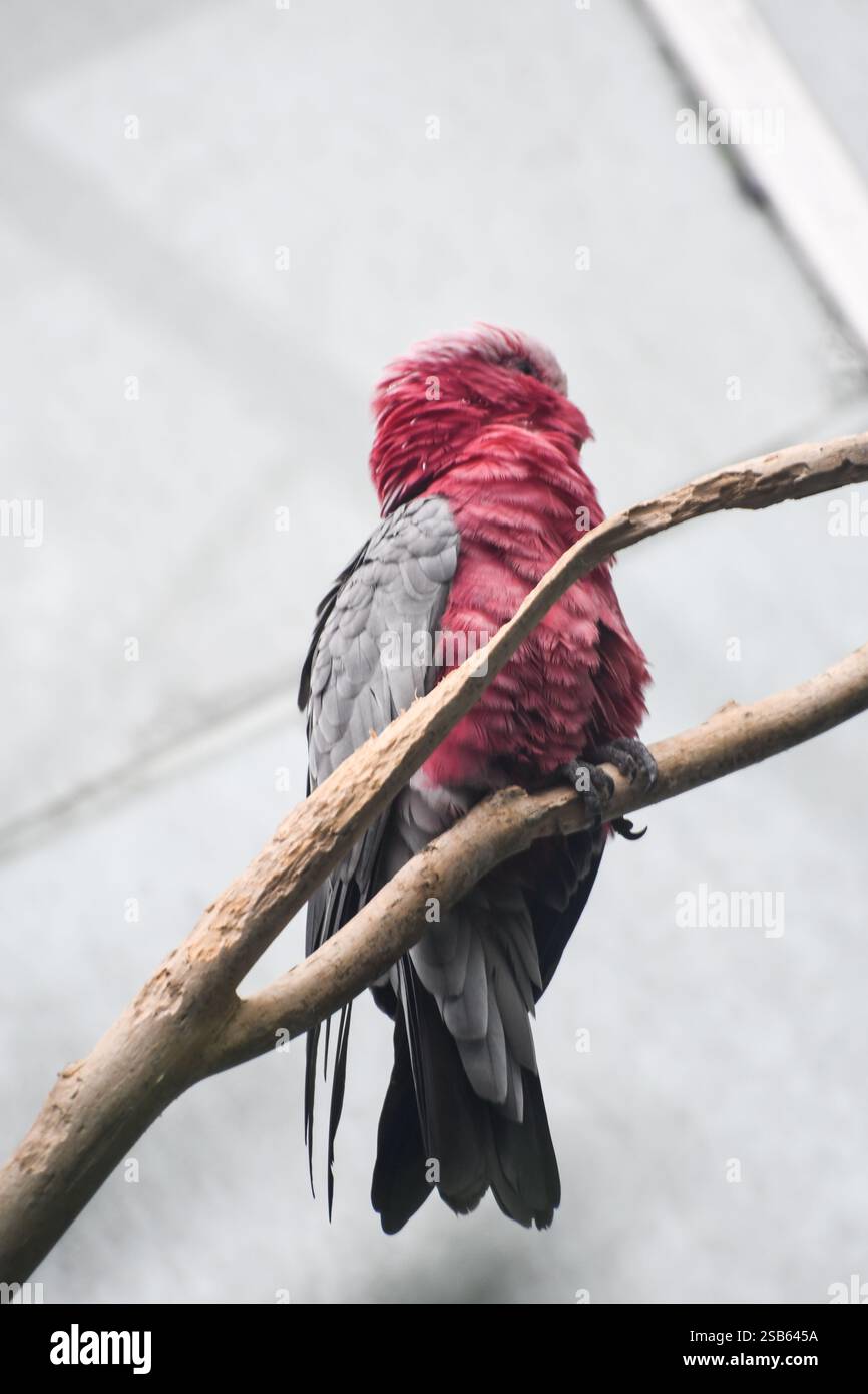 Animaux au zoo de Toronto Banque D'Images