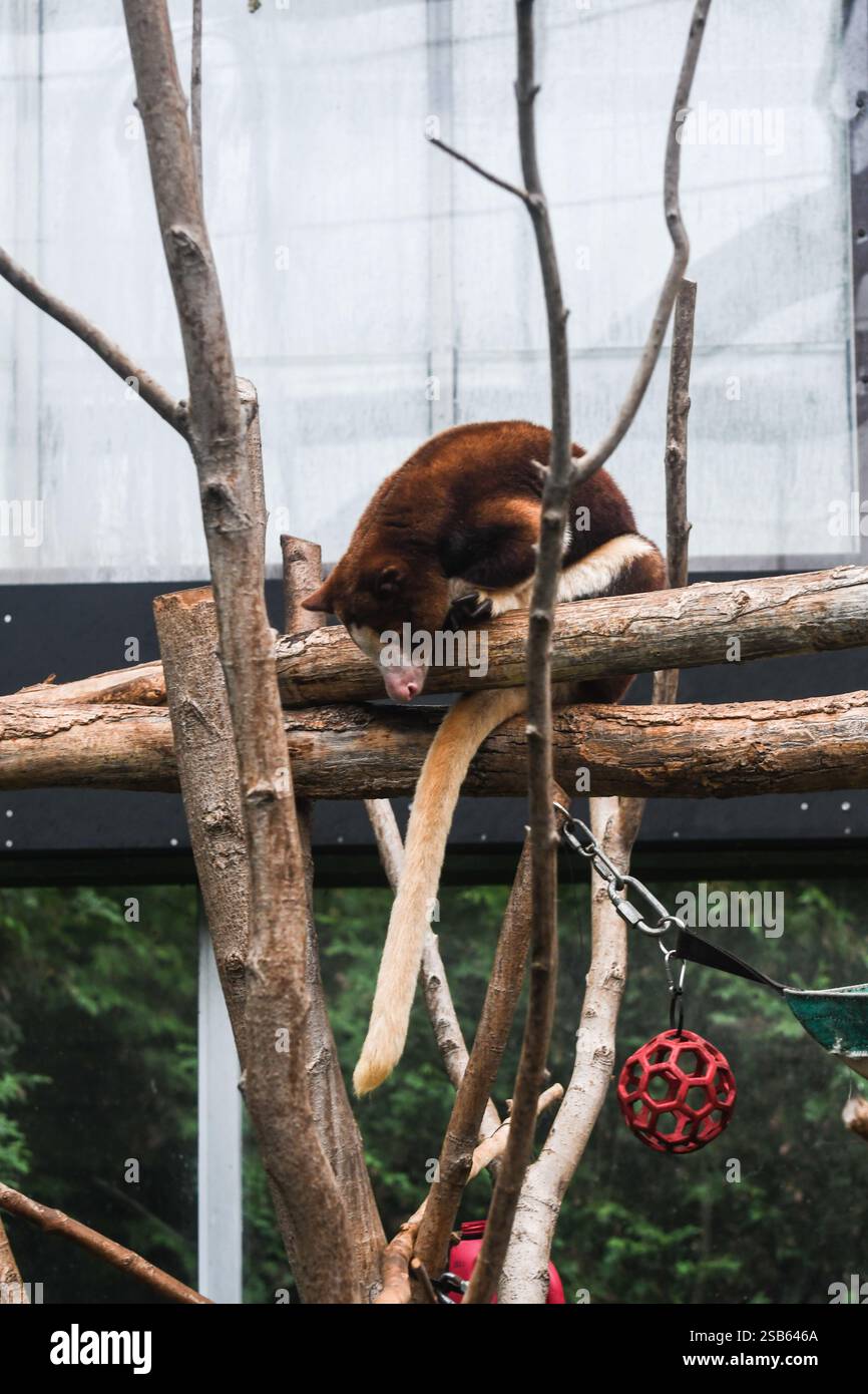 Animaux au zoo de Toronto Banque D'Images