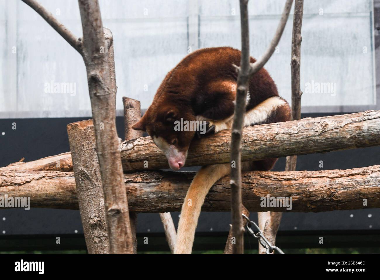 Animaux au zoo de Toronto Banque D'Images