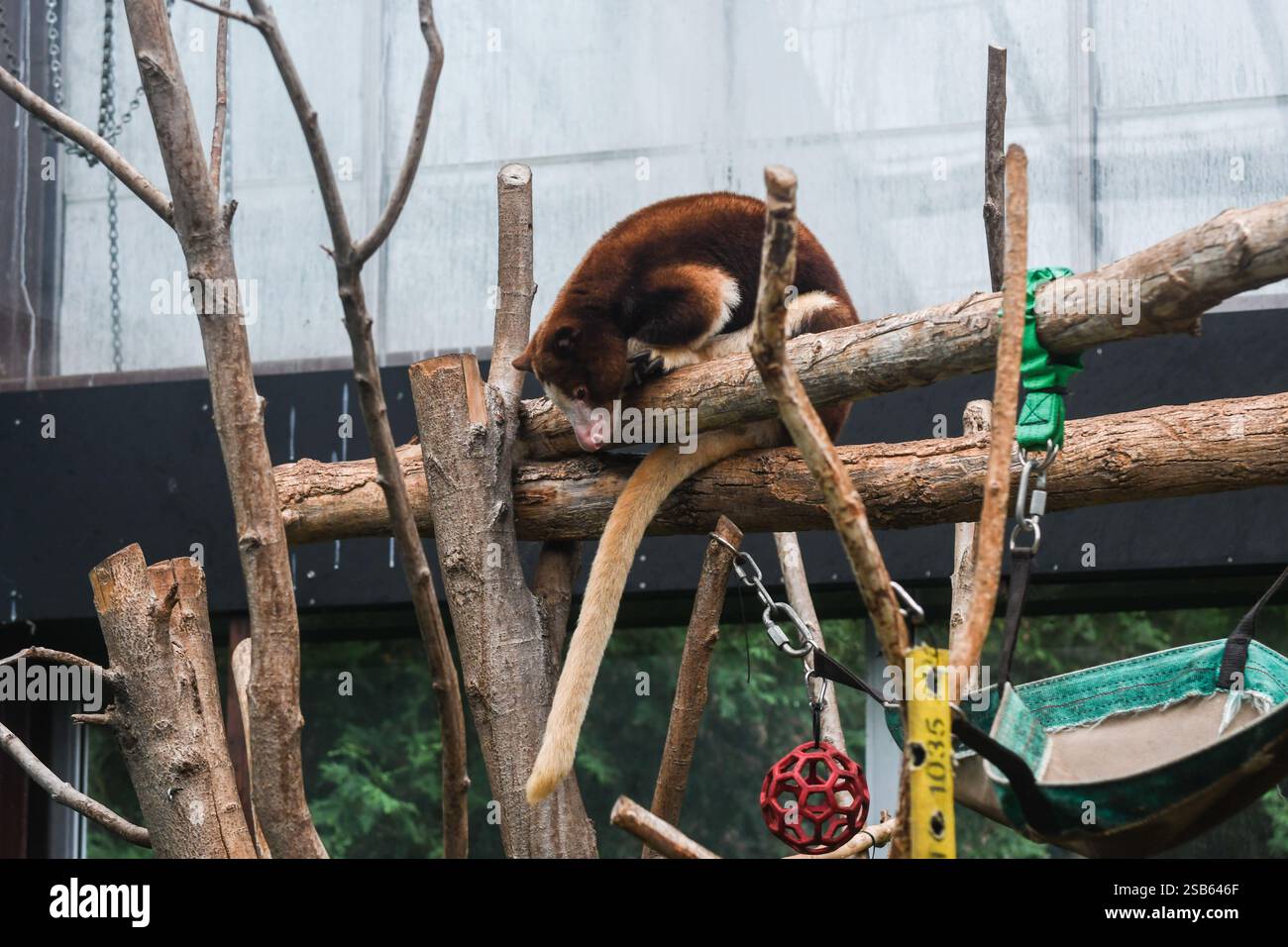 Animaux au zoo de Toronto Banque D'Images