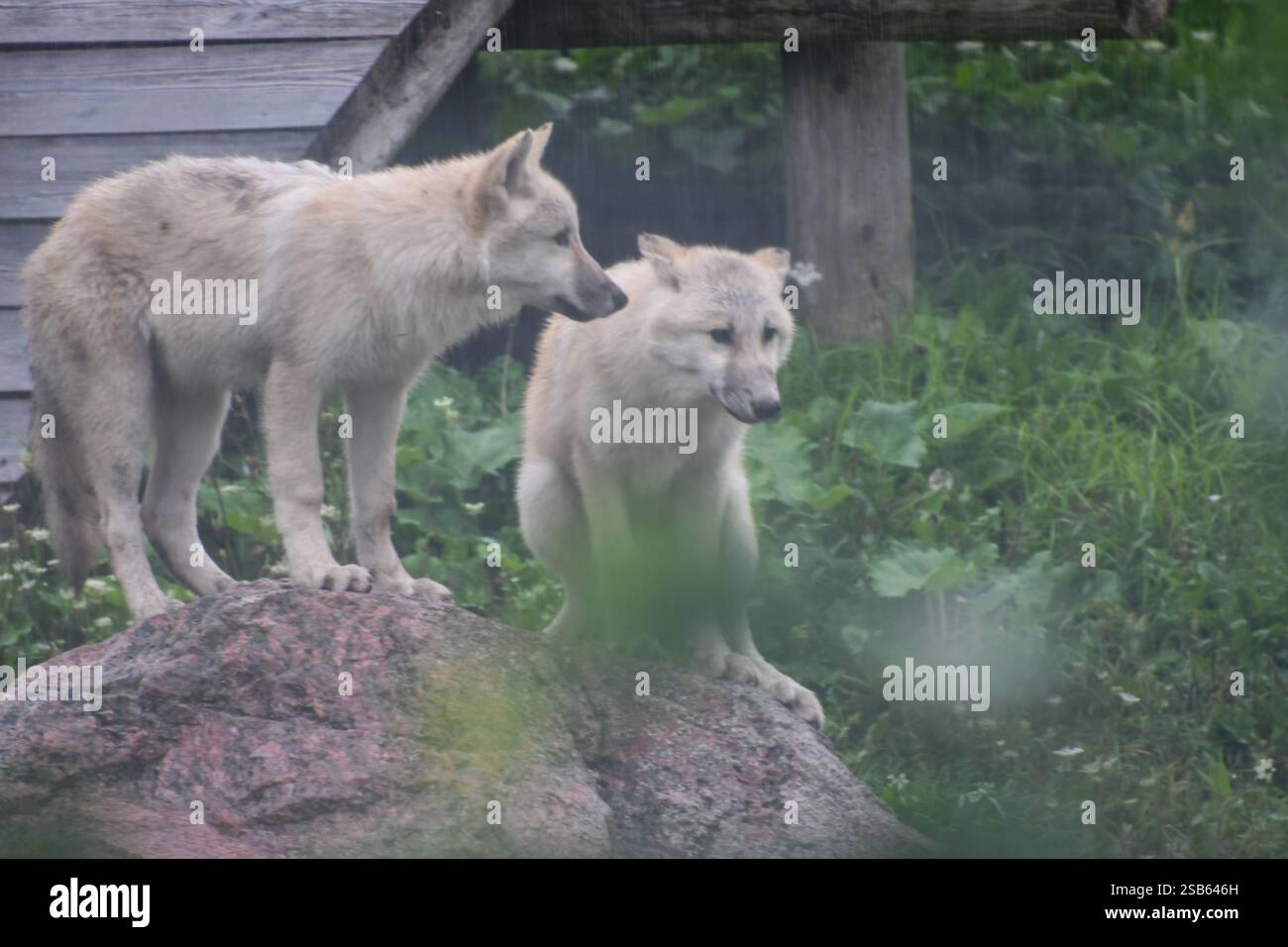 Animaux au zoo de Toronto Banque D'Images