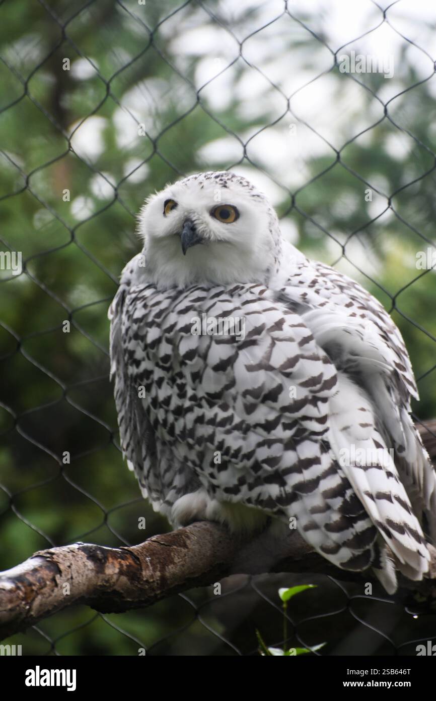 Animaux au zoo de Toronto Banque D'Images