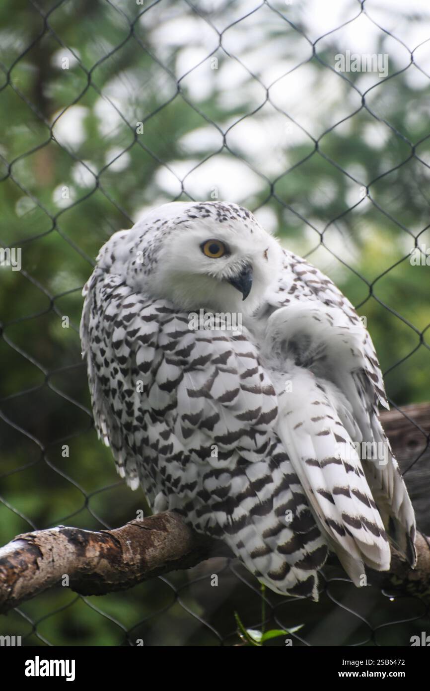 Animaux au zoo de Toronto Banque D'Images