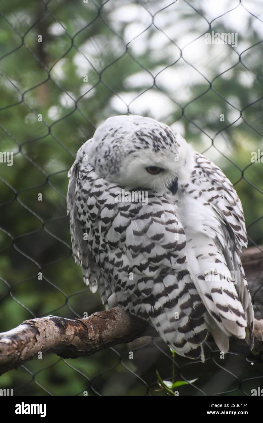 Animaux au zoo de Toronto Banque D'Images