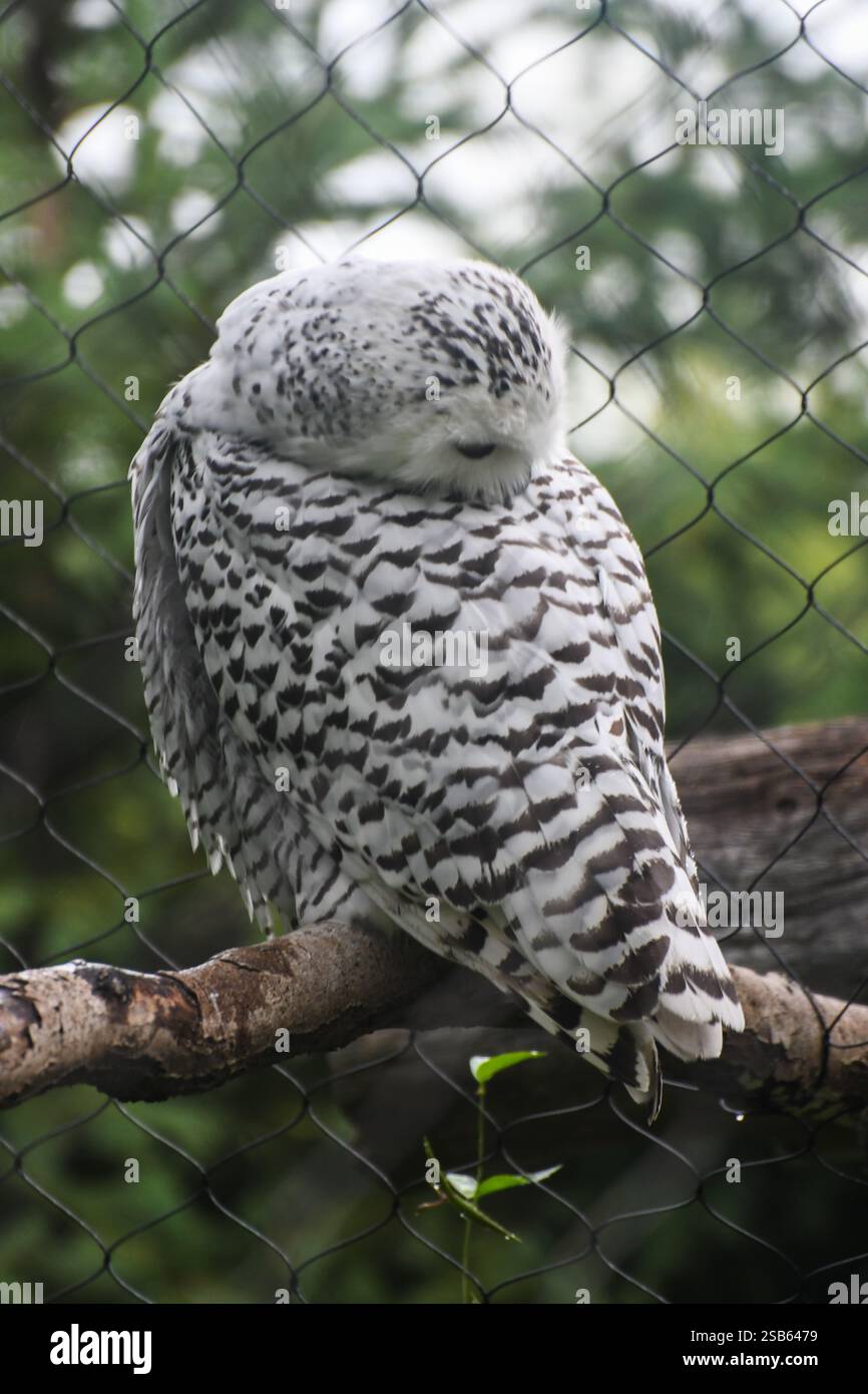Animaux au zoo de Toronto Banque D'Images