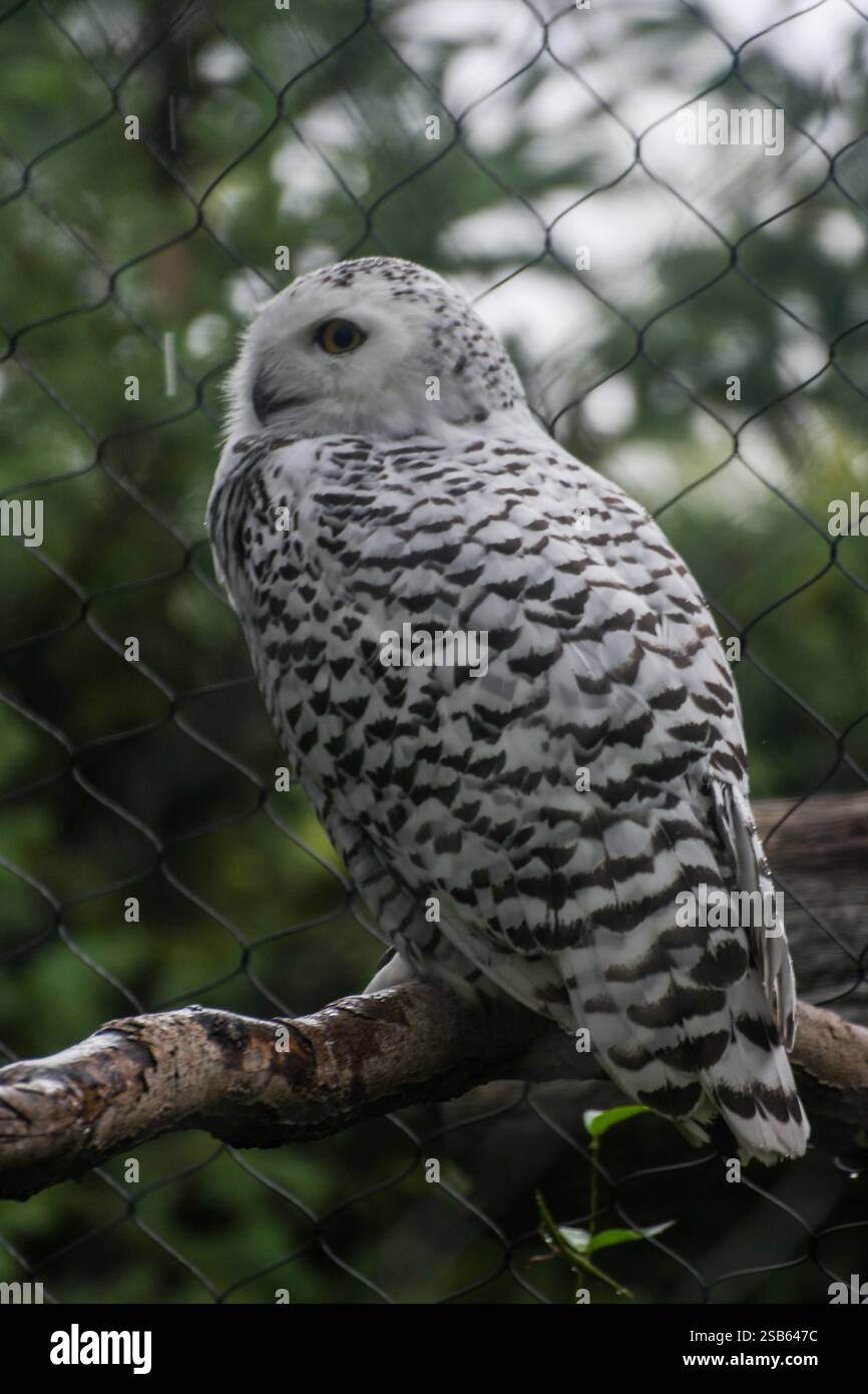Animaux au zoo de Toronto Banque D'Images