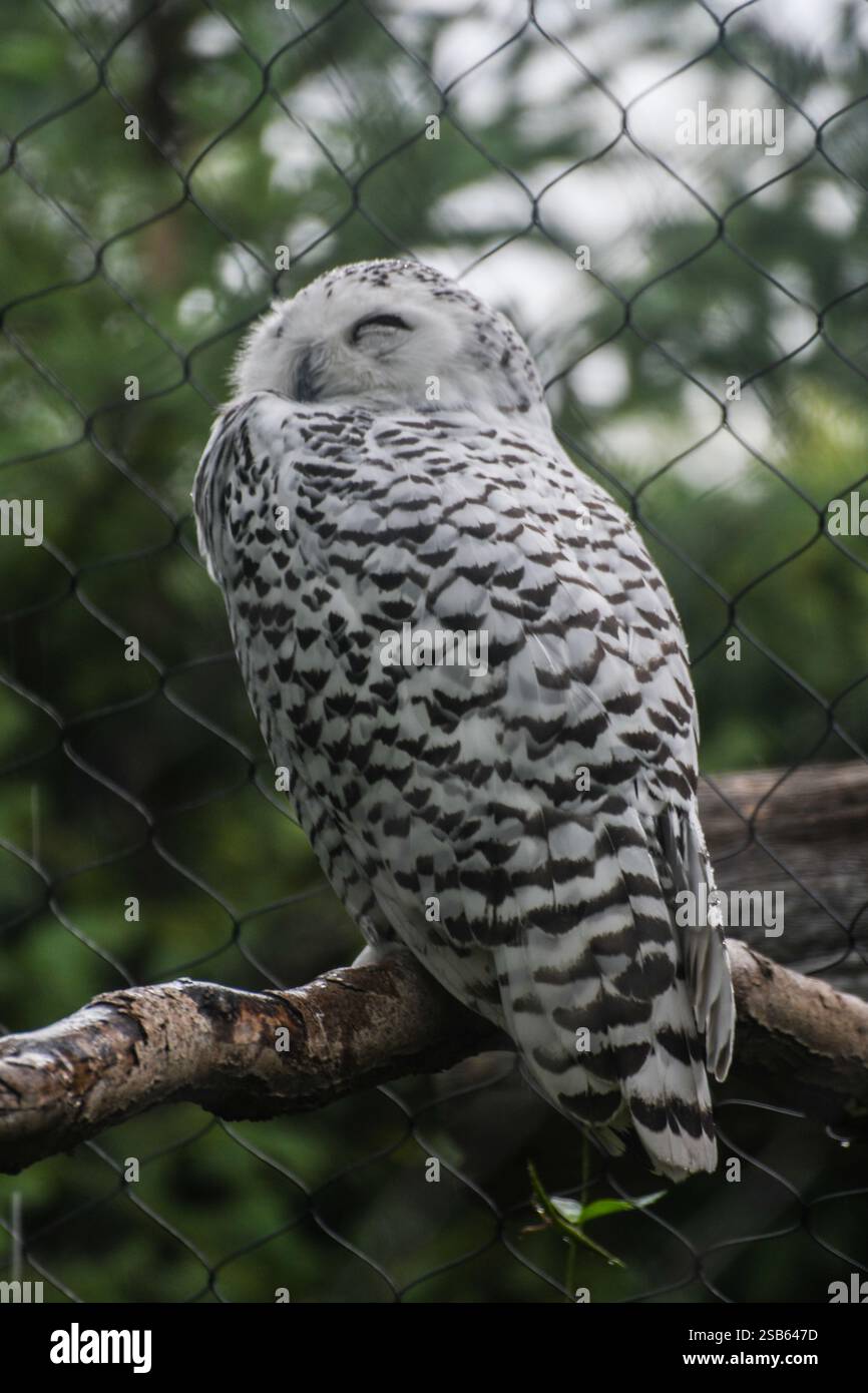 Animaux au zoo de Toronto Banque D'Images