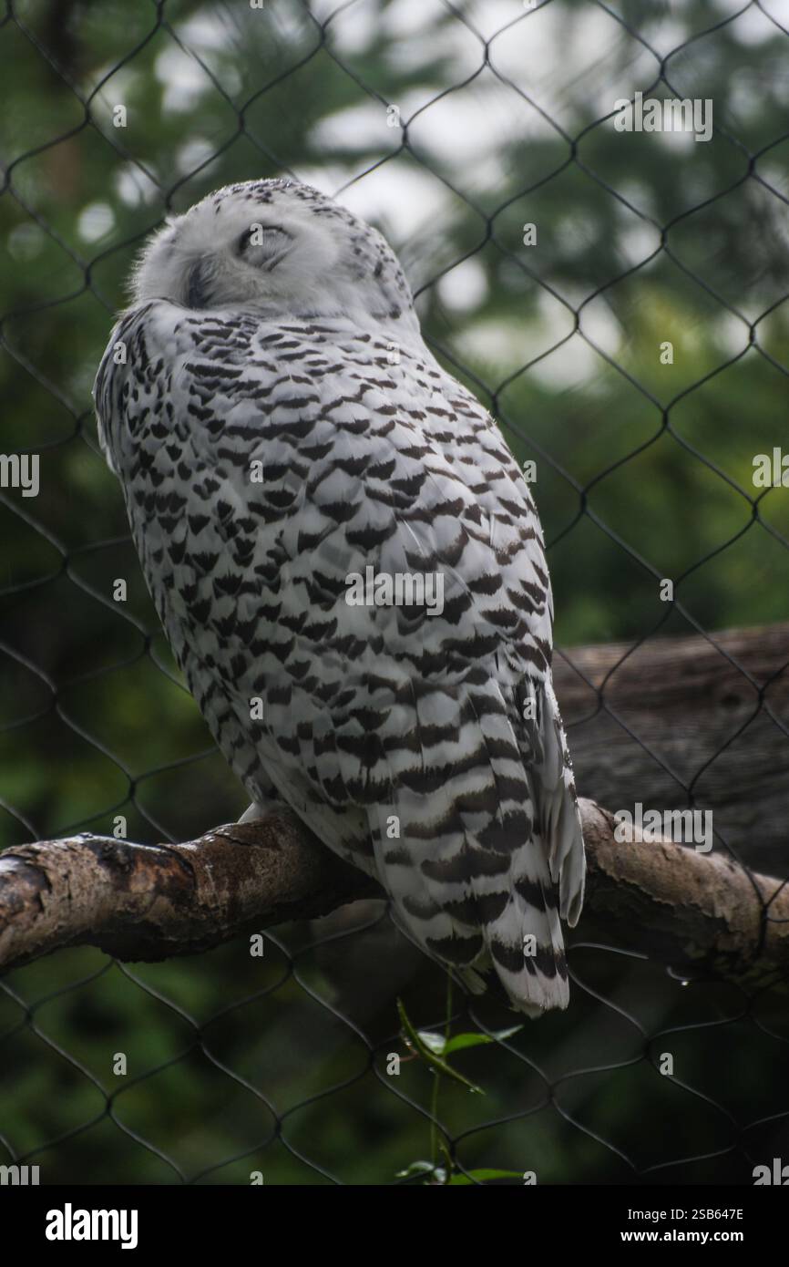 Animaux au zoo de Toronto Banque D'Images