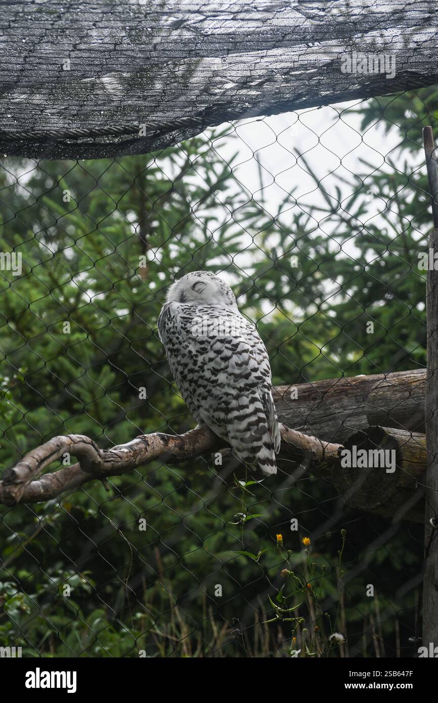 Animaux au zoo de Toronto Banque D'Images