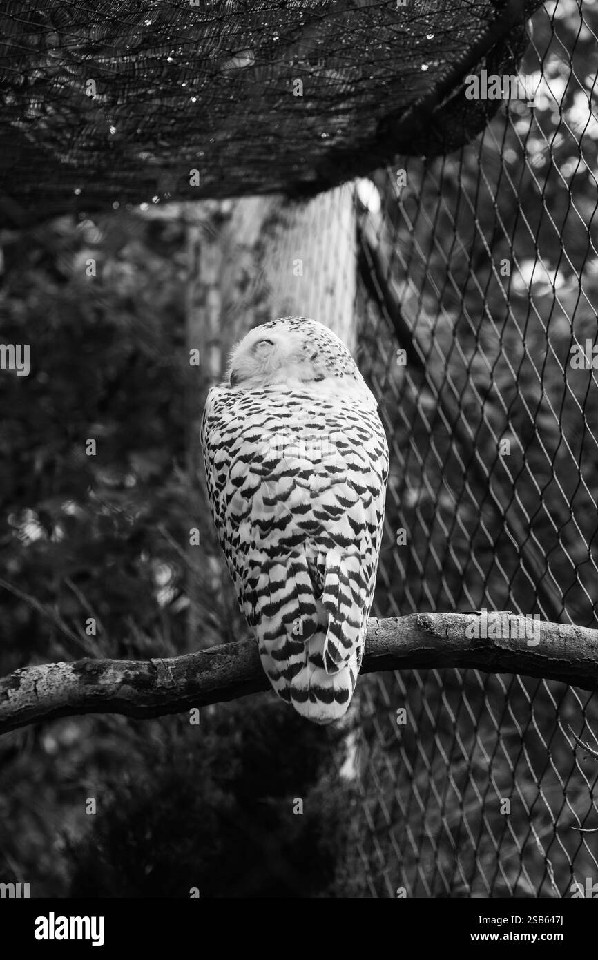 Animaux au zoo de Toronto Banque D'Images