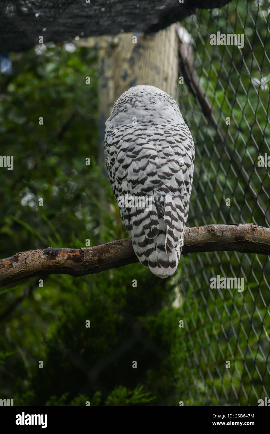 Animaux au zoo de Toronto Banque D'Images