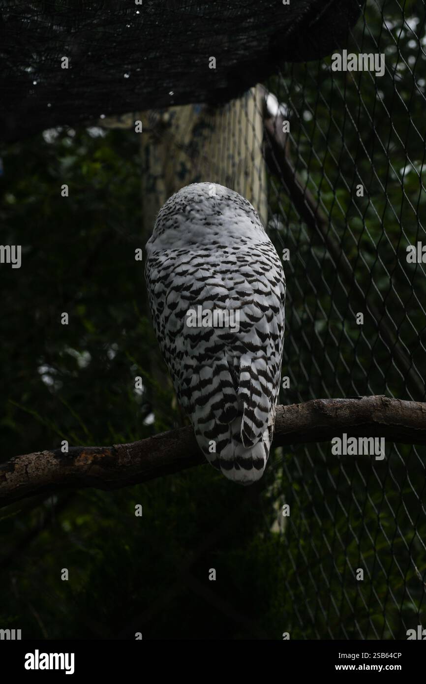 Animaux au zoo de Toronto Banque D'Images