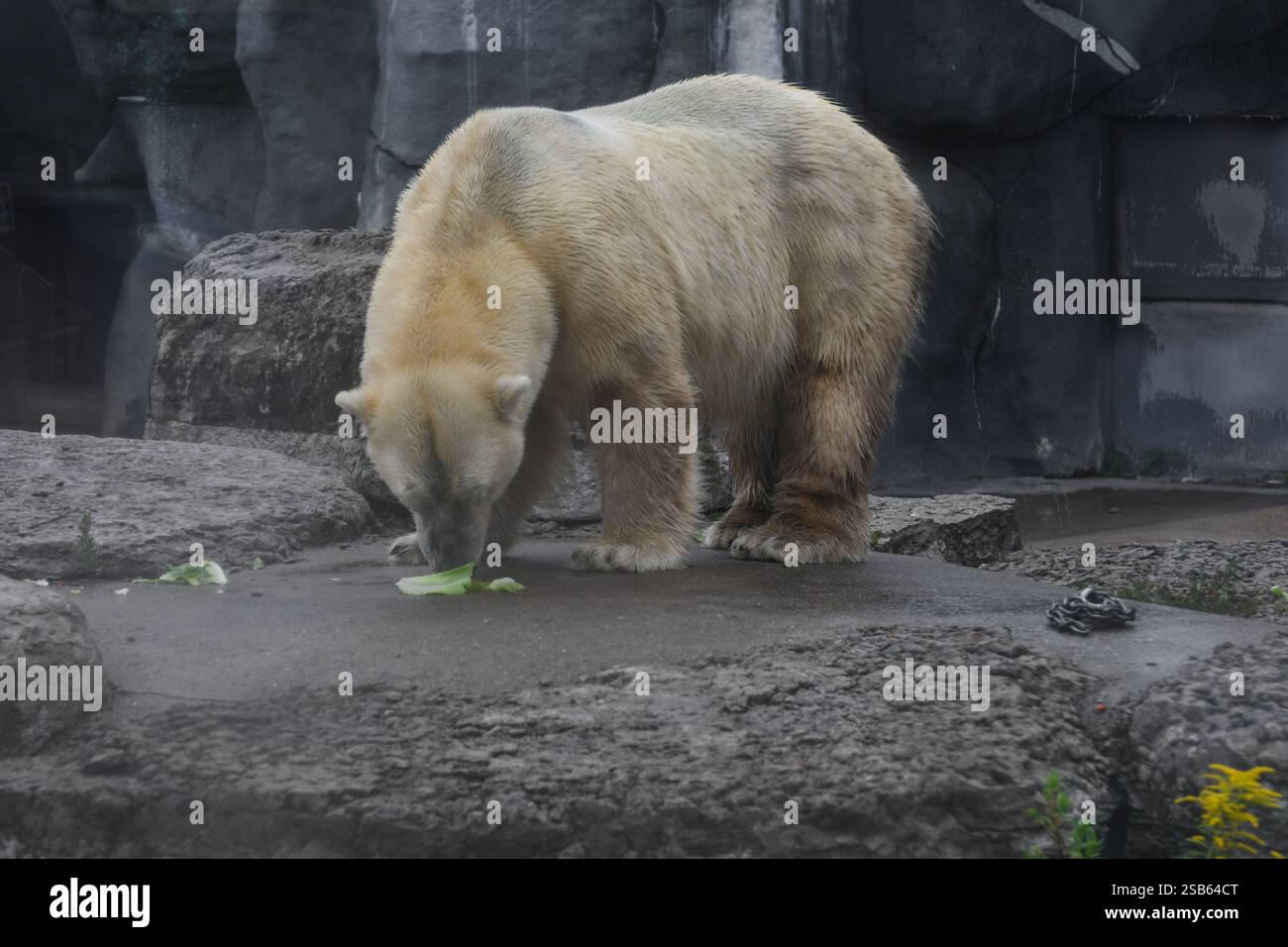 Animaux au zoo de Toronto Banque D'Images