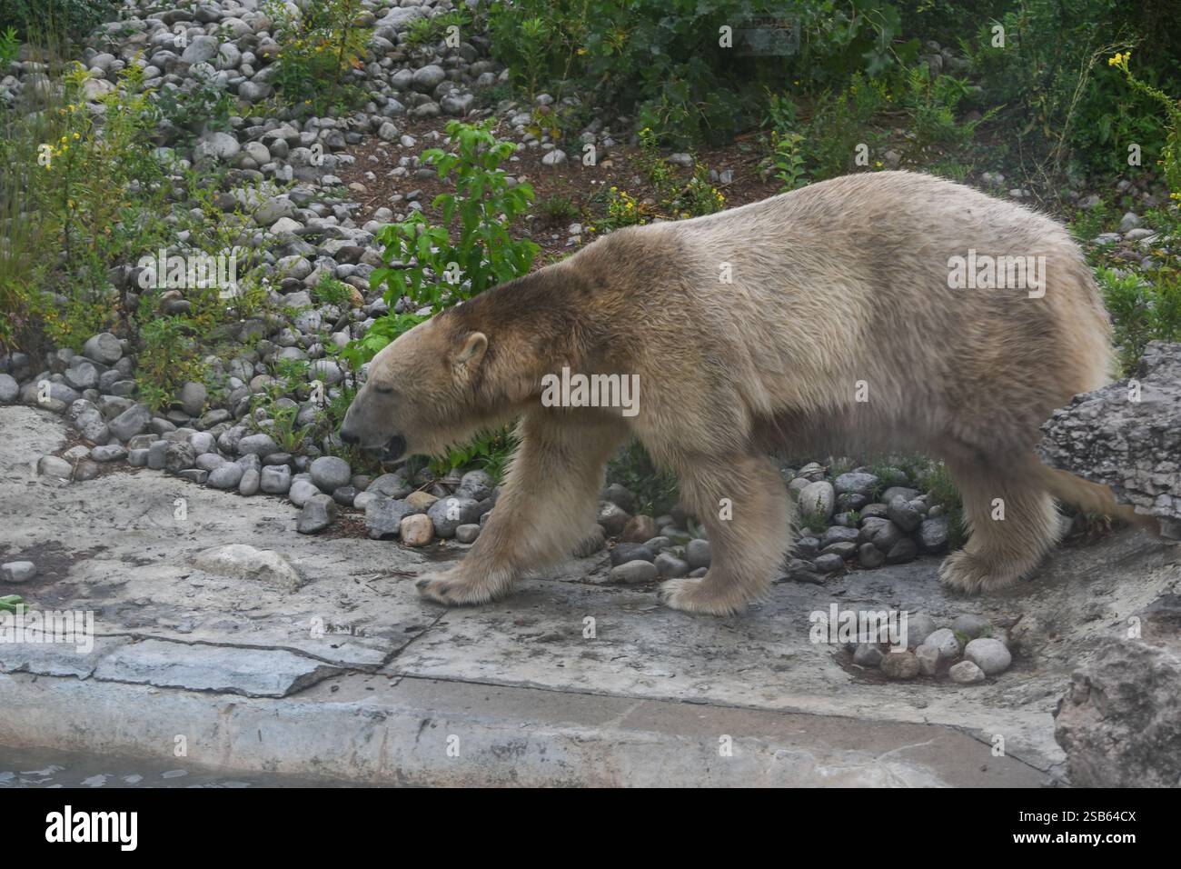 Animaux au zoo de Toronto Banque D'Images