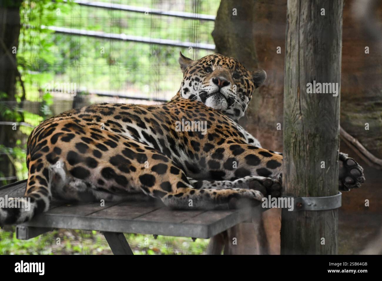 Animaux au zoo de Toronto Banque D'Images