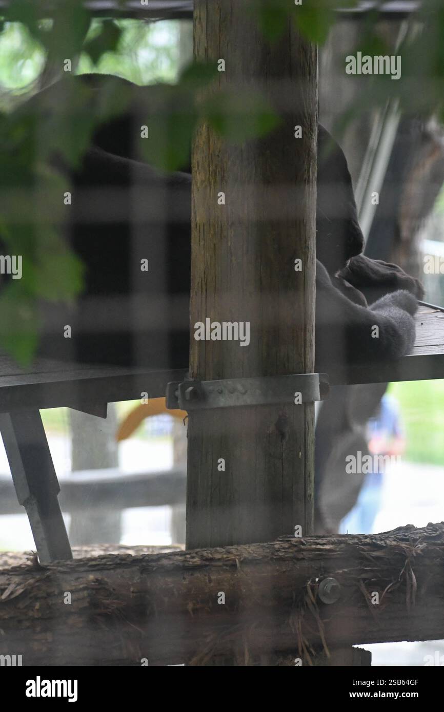 Animaux au zoo de Toronto Banque D'Images