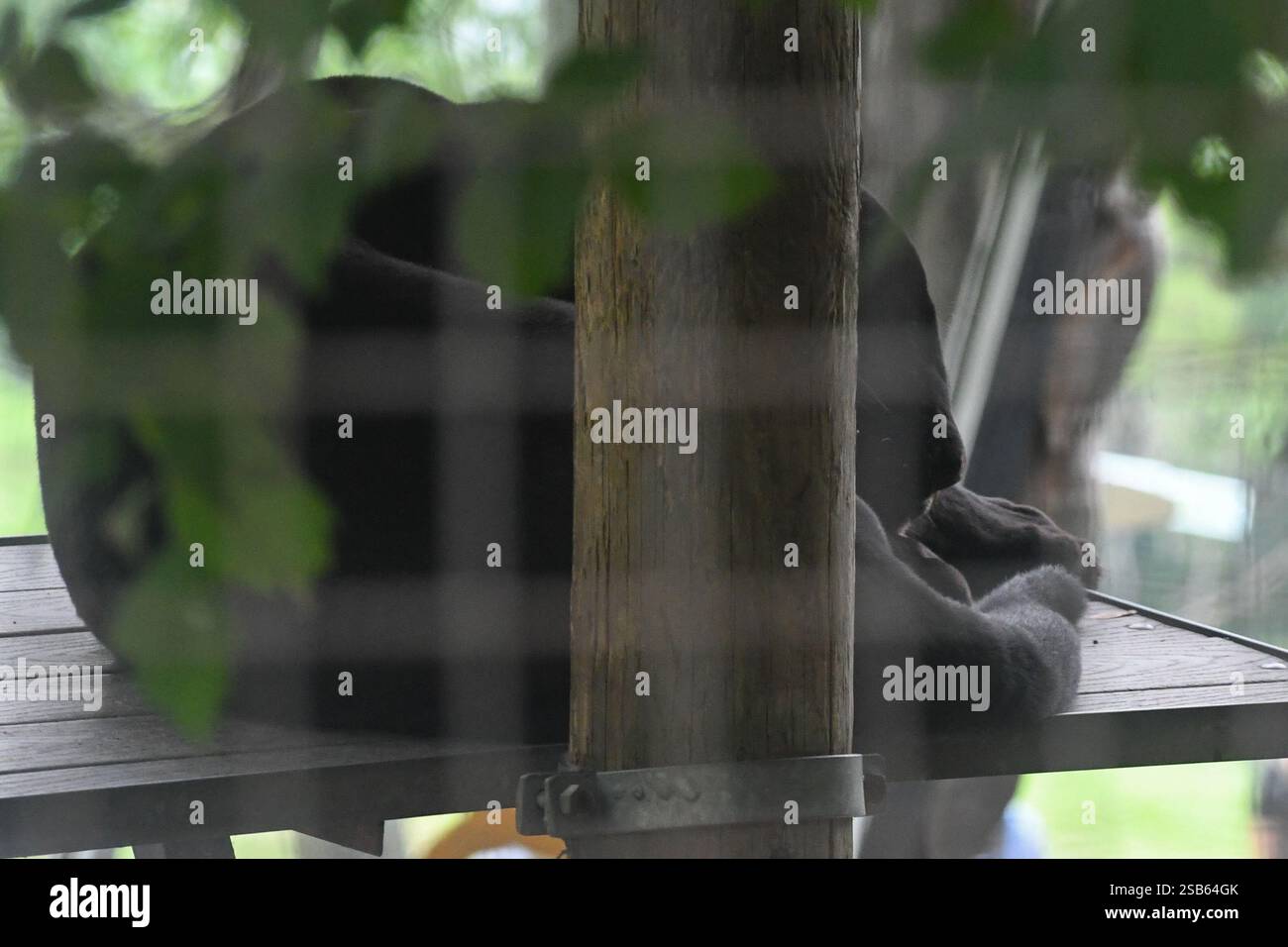 Animaux au zoo de Toronto Banque D'Images