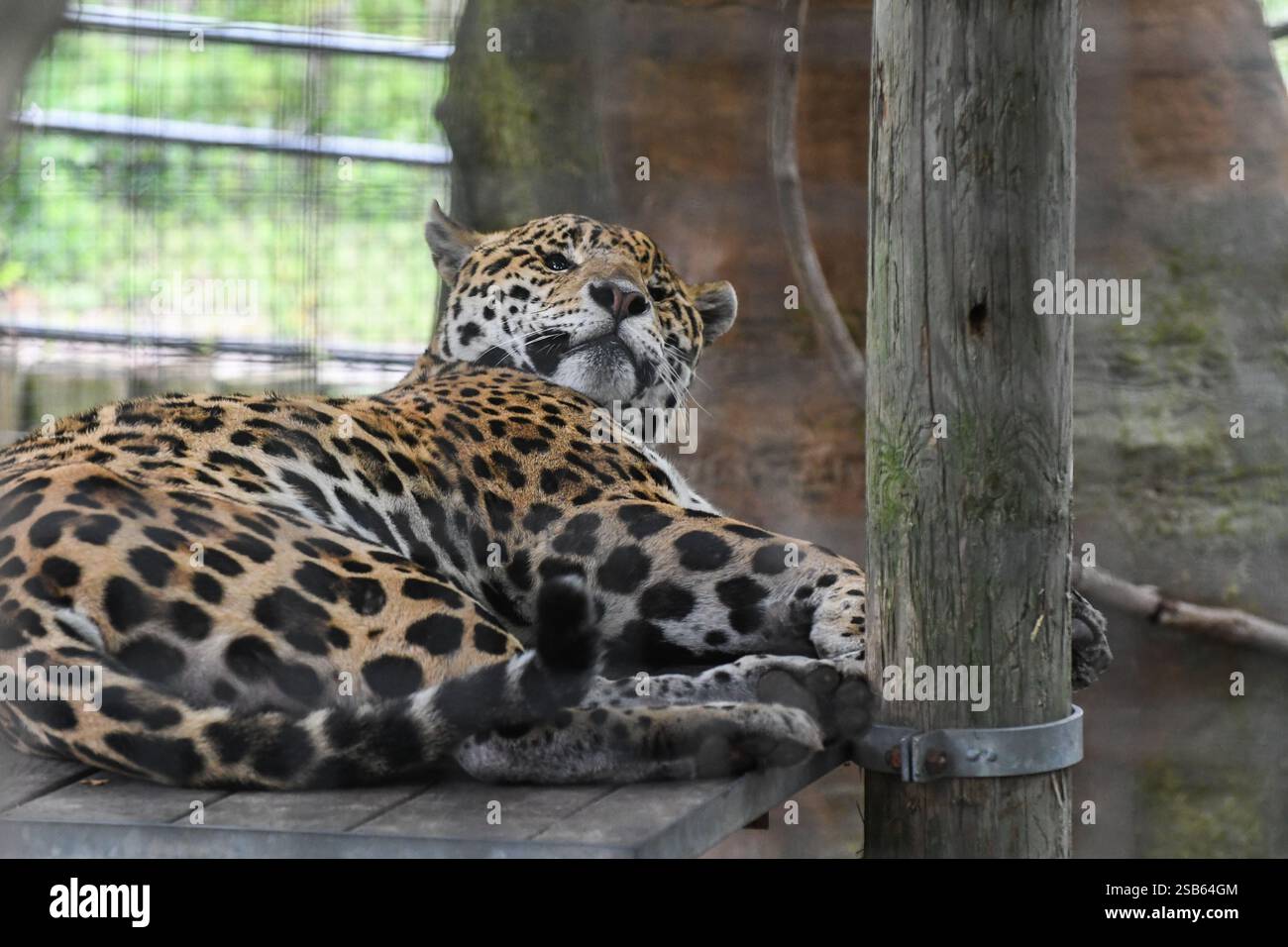 Animaux au zoo de Toronto Banque D'Images