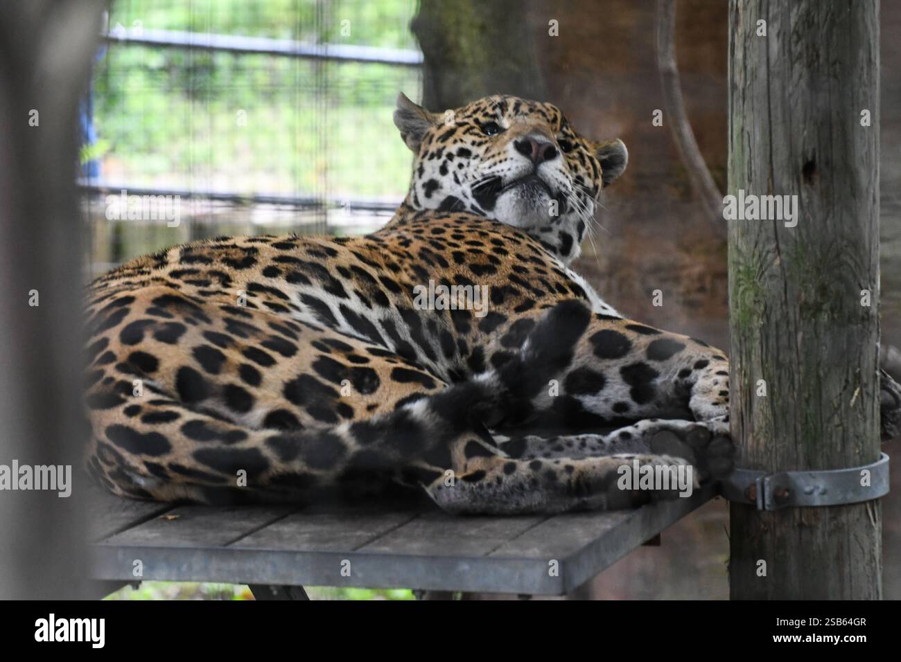Animaux au zoo de Toronto Banque D'Images