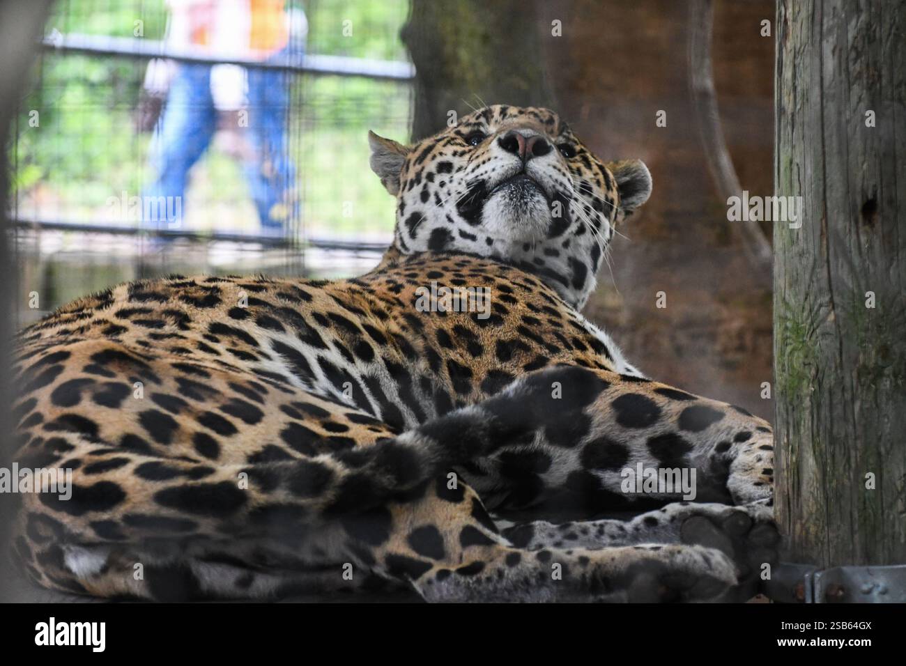 Animaux au zoo de Toronto Banque D'Images