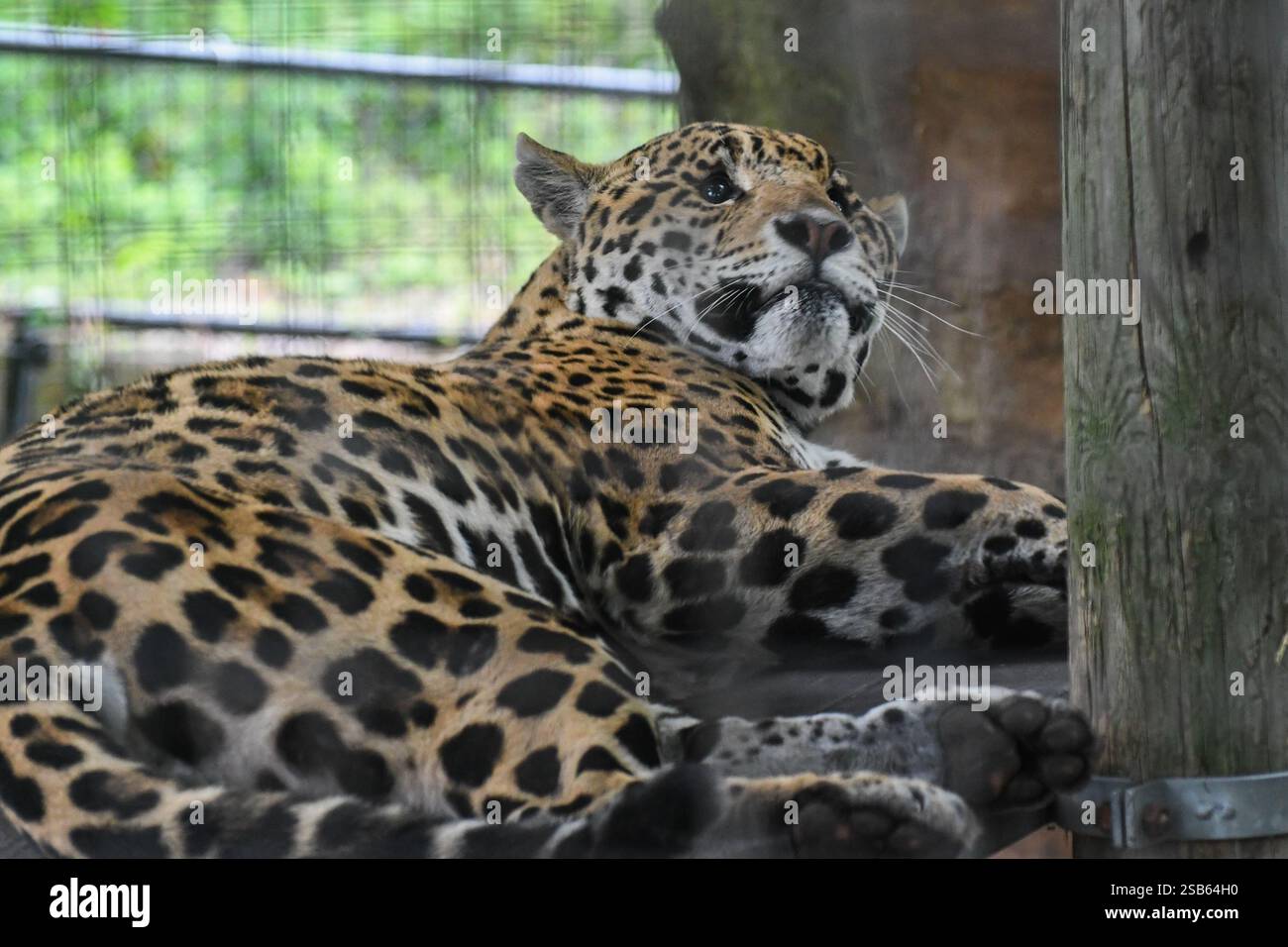 Animaux au zoo de Toronto Banque D'Images