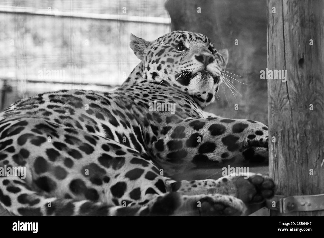 Animaux au zoo de Toronto Banque D'Images