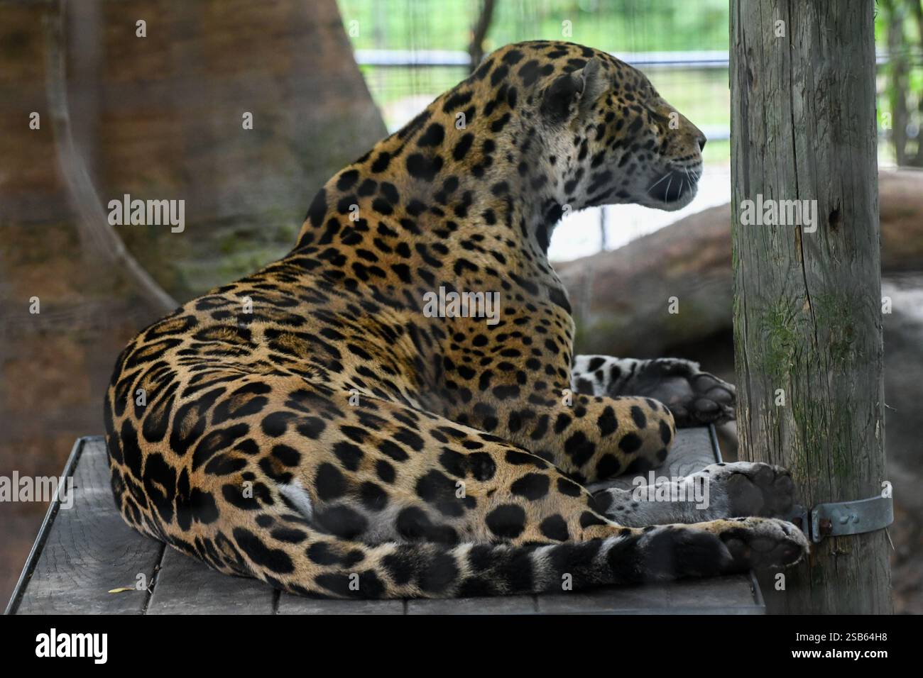 Animaux au zoo de Toronto Banque D'Images