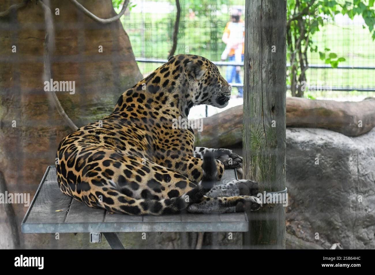 Animaux au zoo de Toronto Banque D'Images