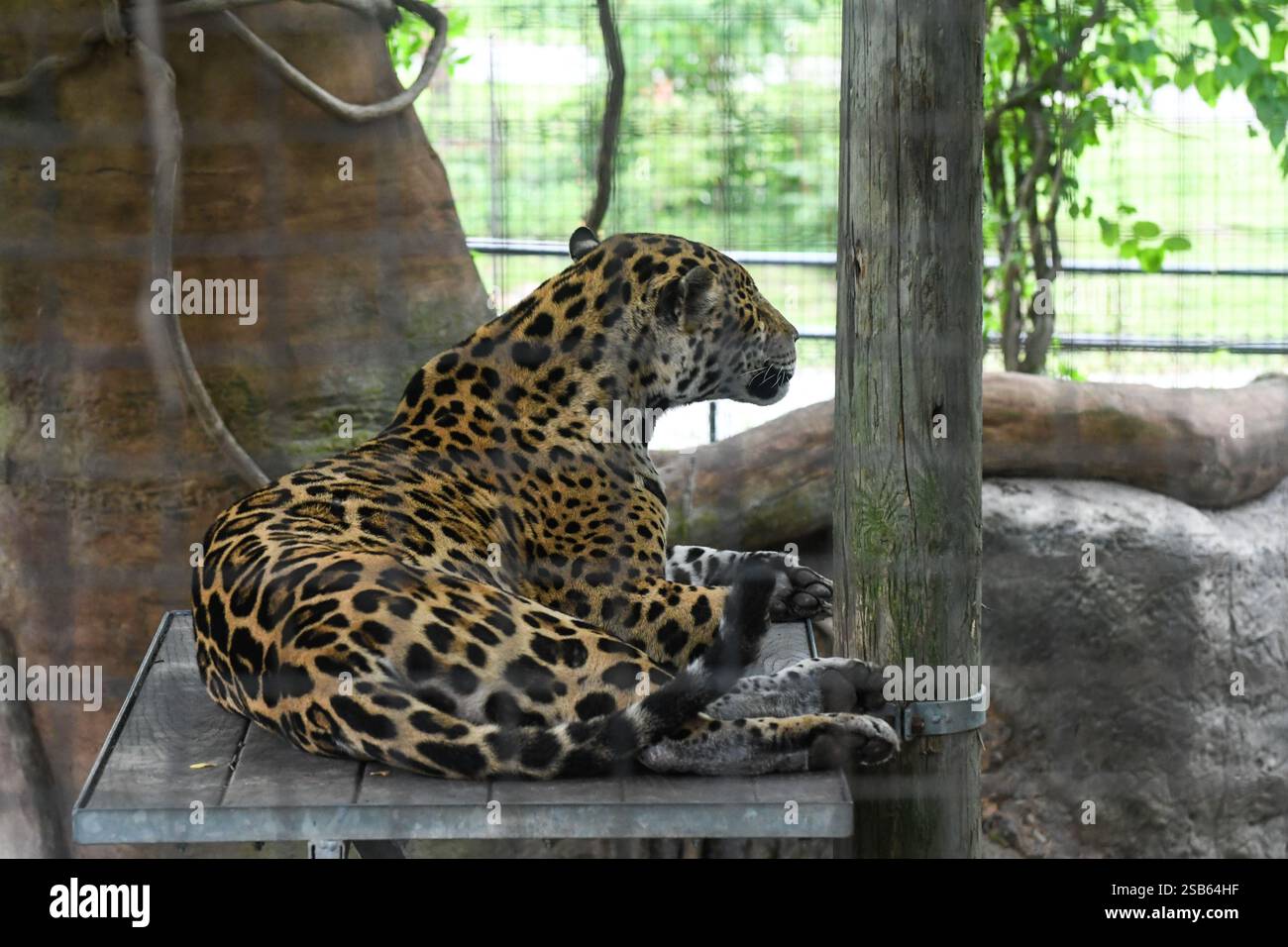 Animaux au zoo de Toronto Banque D'Images