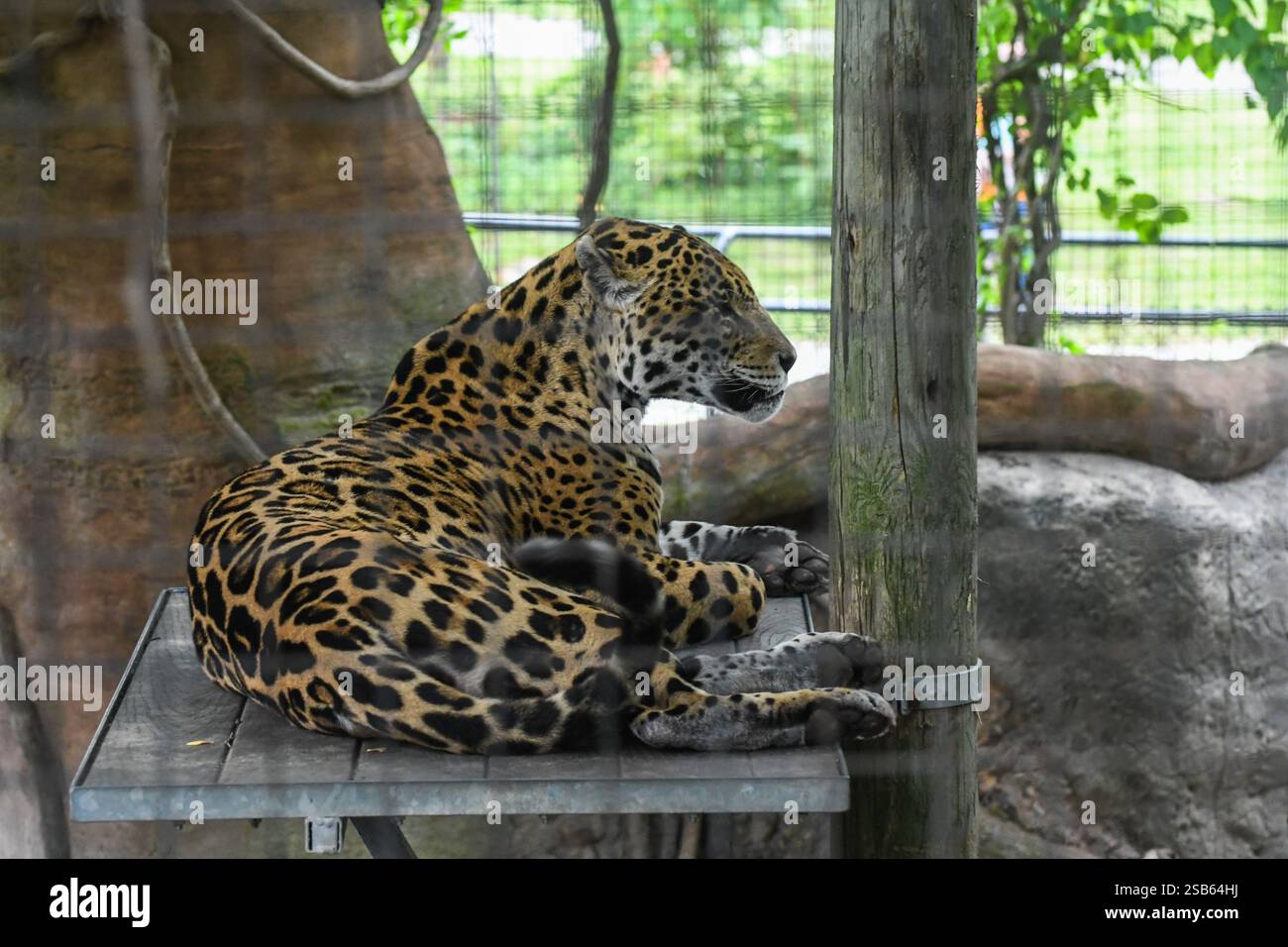 Animaux au zoo de Toronto Banque D'Images