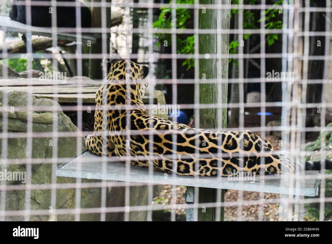Animaux au zoo de Toronto Banque D'Images