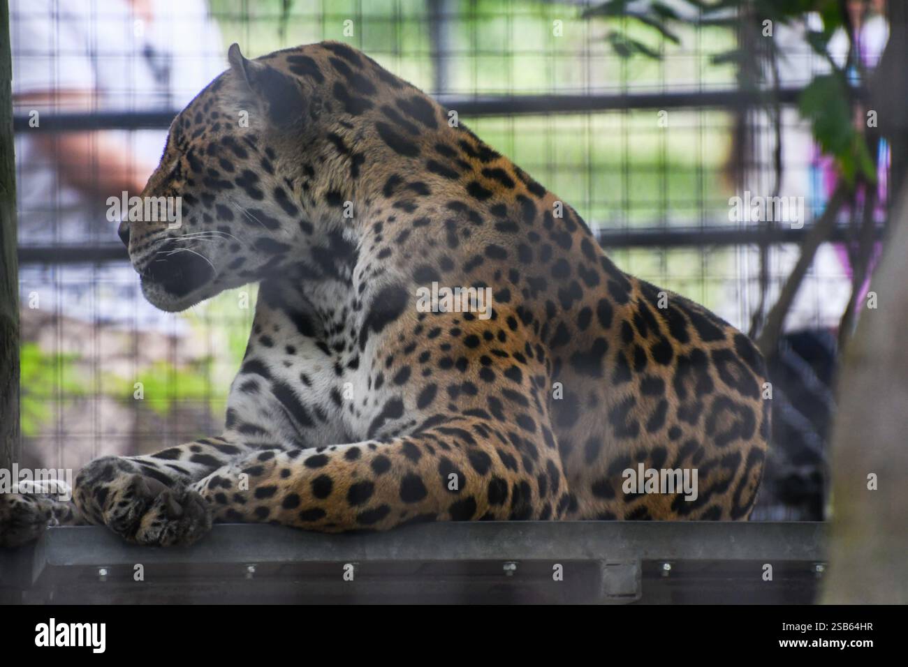 Animaux au zoo de Toronto Banque D'Images