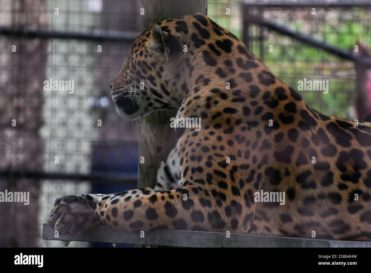 Animaux au zoo de Toronto Banque D'Images