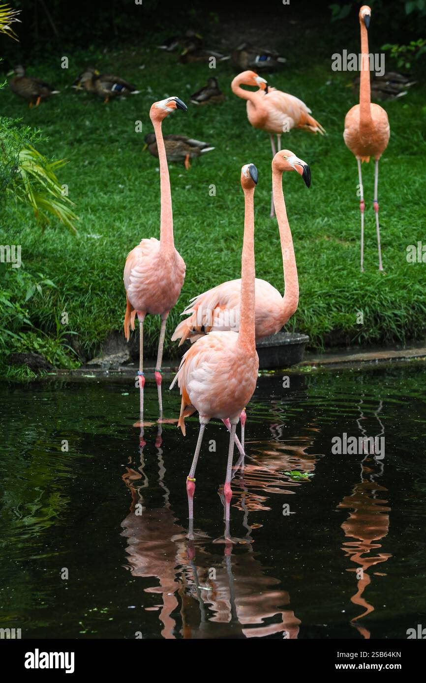 Animaux au zoo de Toronto Banque D'Images