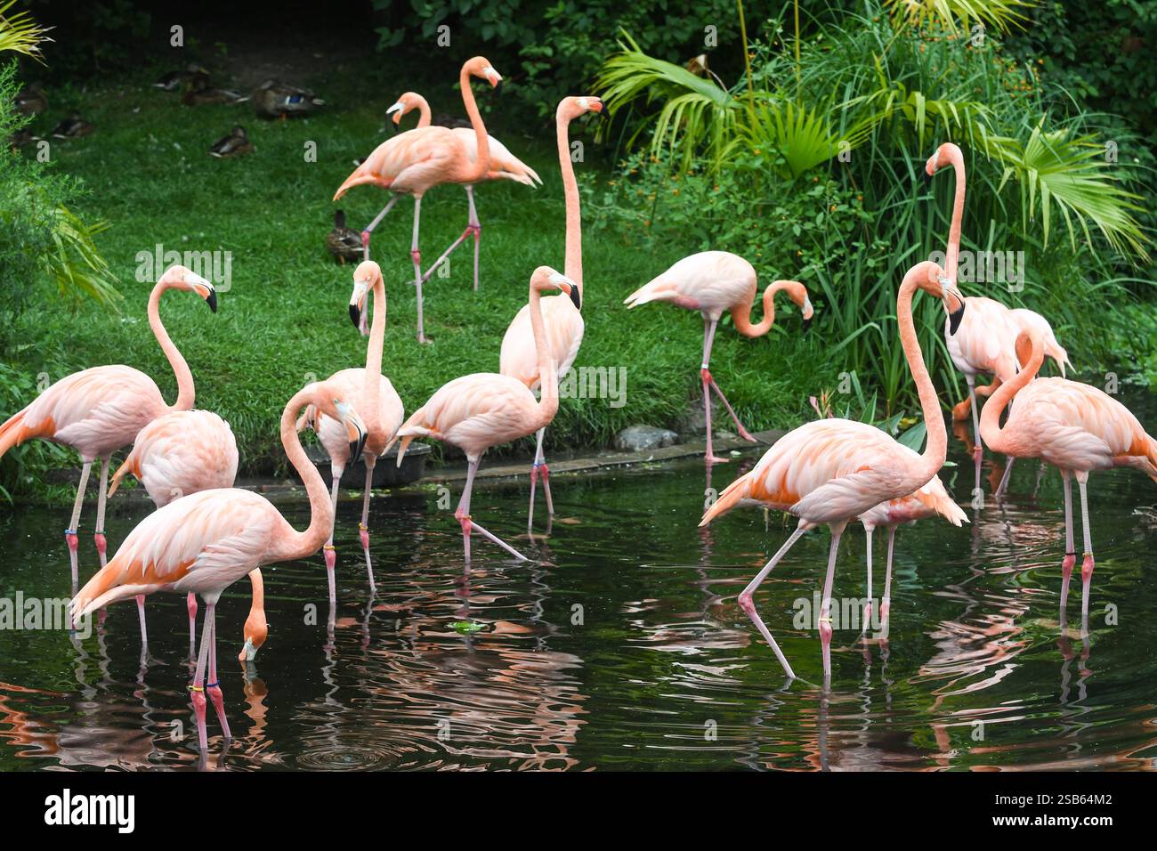Animaux au zoo de Toronto Banque D'Images