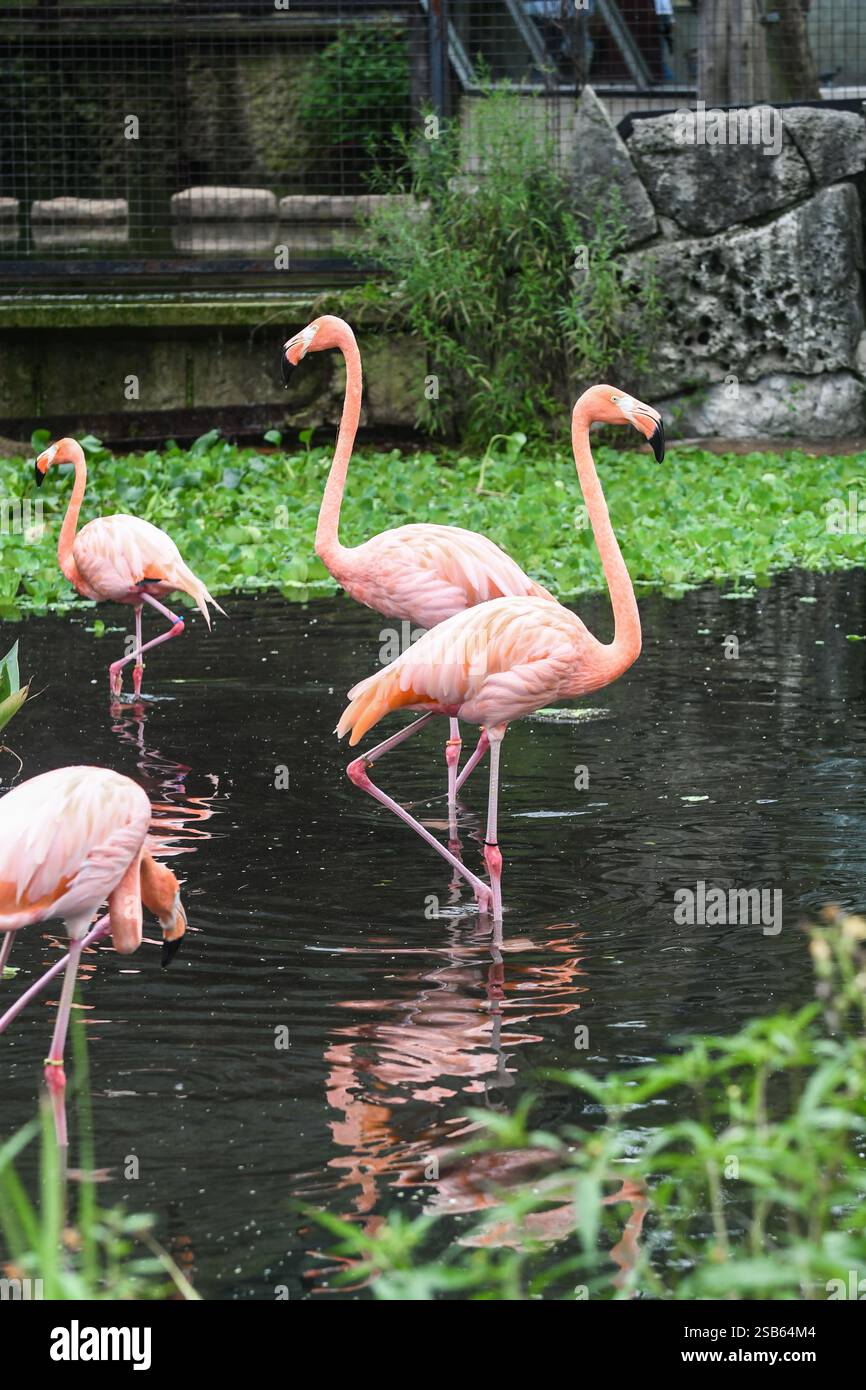 Animaux au zoo de Toronto Banque D'Images