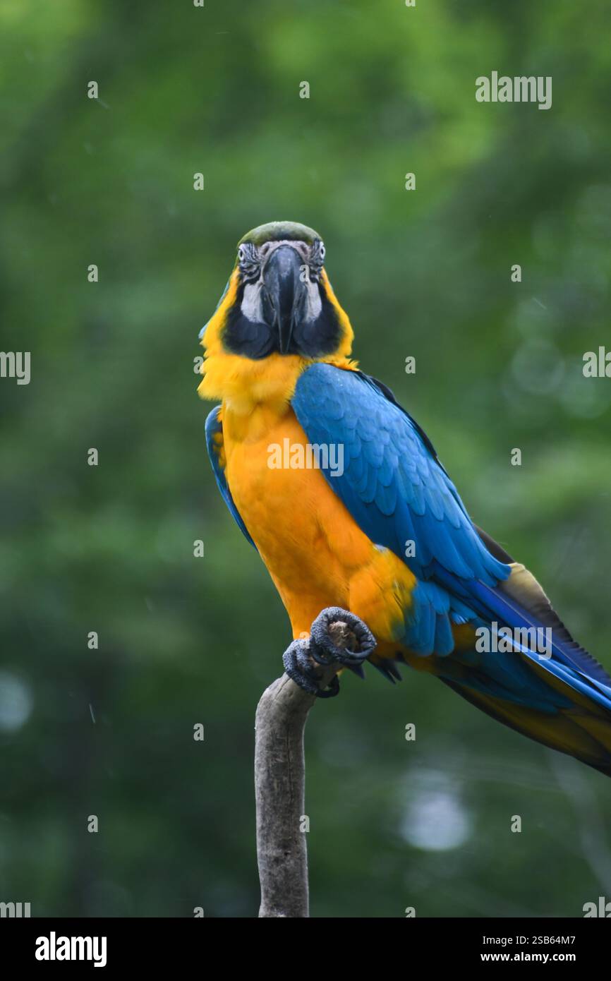 Animaux au zoo de Toronto Banque D'Images