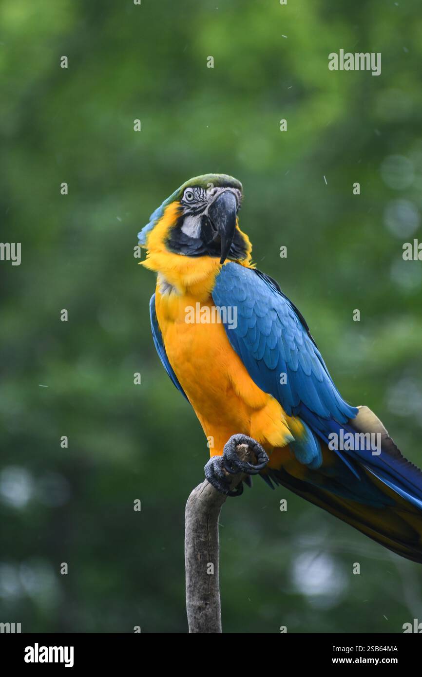 Animaux au zoo de Toronto Banque D'Images