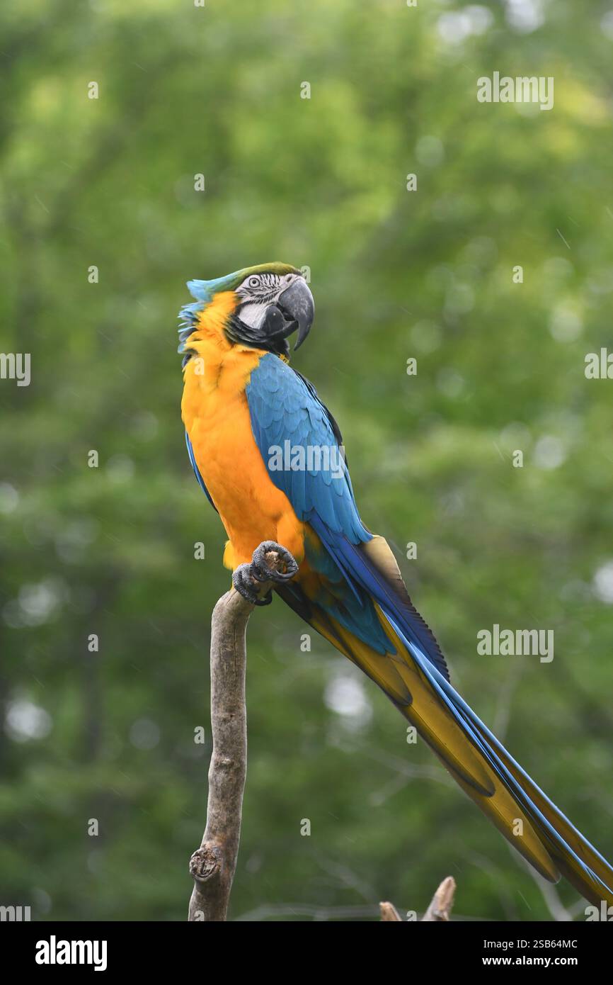 Animaux au zoo de Toronto Banque D'Images
