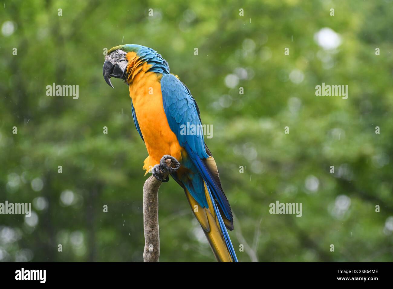 Animaux au zoo de Toronto Banque D'Images