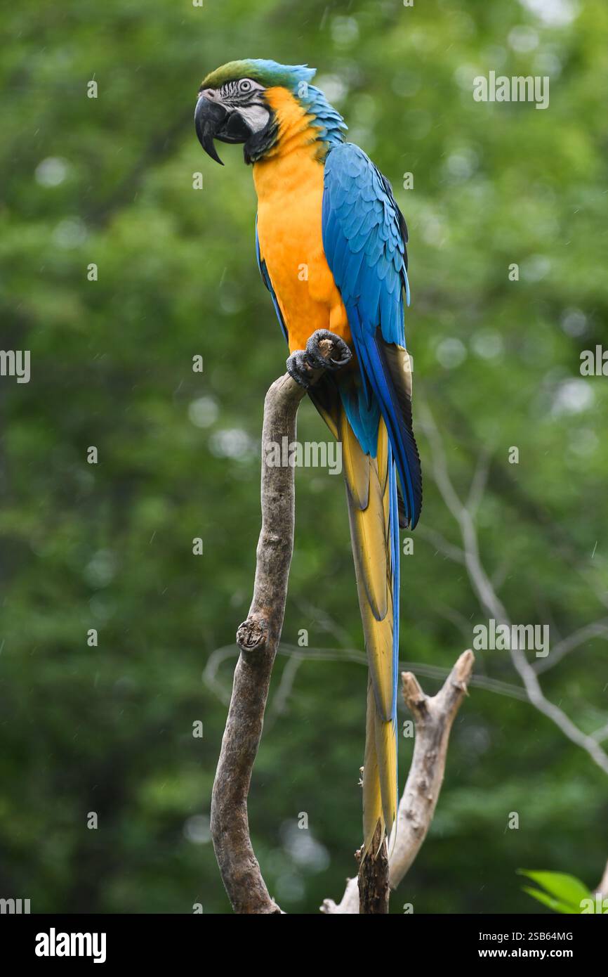 Animaux au zoo de Toronto Banque D'Images